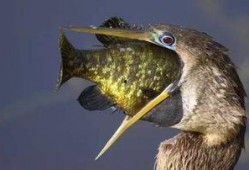 娱乐吃瓜酱美洲大蠊,娱乐吃瓜酱中的神秘生物揭秘