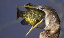 娱乐吃瓜酱美洲大蠊,娱乐吃瓜酱中的神秘生物揭秘