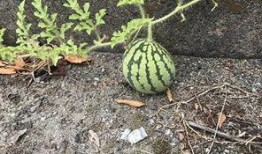 网红吃瓜搜索,揭秘娱乐圈幕后真相，带你领略明星们的真实生活