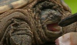 娱乐吃瓜酱美洲大蠊,娱乐吃瓜酱中的神秘生物揭秘