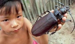 娱乐吃瓜酱美洲大蠊,娱乐吃瓜酱中的神秘生物揭秘