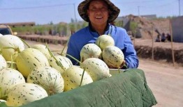 甘肃张掖网红吃瓜事件,一场网络狂欢背后的争议与反思