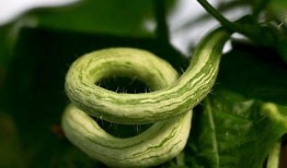 今日新鲜事蛇瓜怎么吃,探索今日新鲜事的独特美味